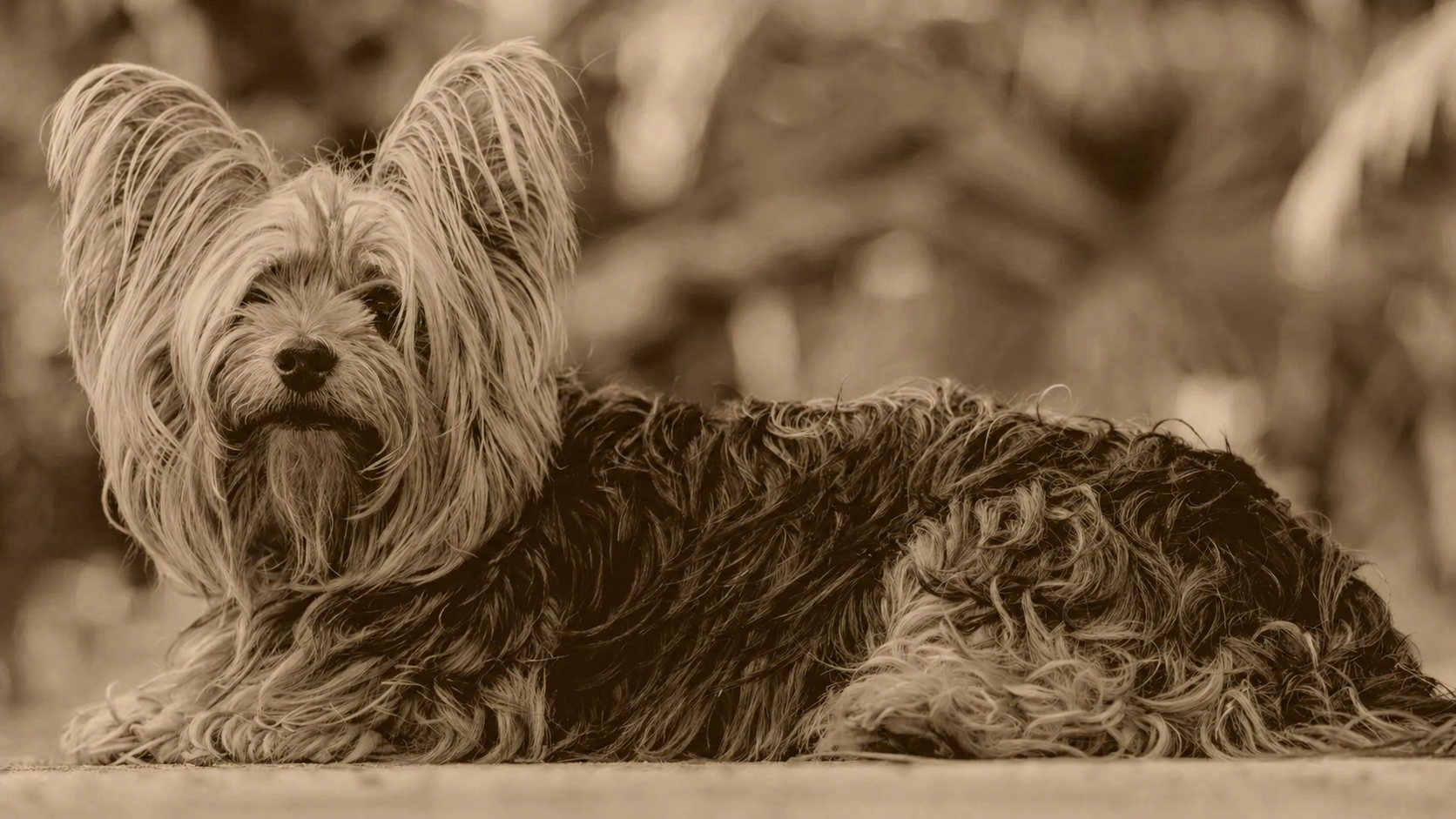 From Veterinary Clinics to Biotech: How Innovation is Transforming Animal Health in Spain